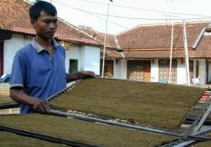 Cukai Rokok: Petani Tembakau Merugi